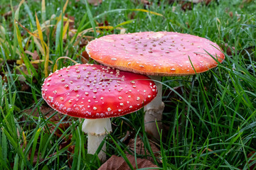 Fly Agaric Toadstolls, growing in wet grass with autumn leaves