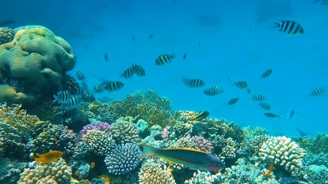 Underwater Colorful Tropical Fishes and Beautiful Corals. Red sea Sharm el Sheikh Egypt, ras mohamed national park