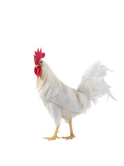 beautiful white rooster isolated