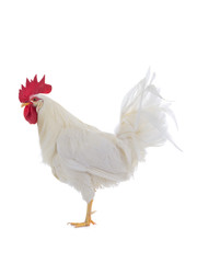 beautiful white rooster isolated