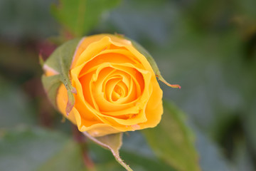 Sunsprite Yellow Rosebud