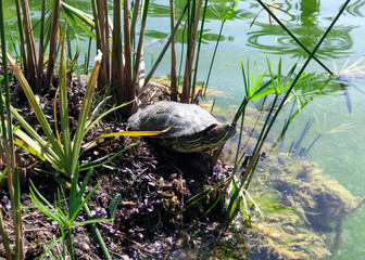 The turtle in its usual habitat is heated on a beautiful sunny day by the lake.