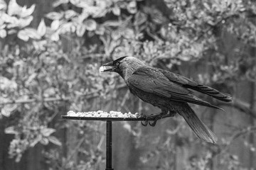 Jackdaw ( corvus monedula) perched on garden bird table