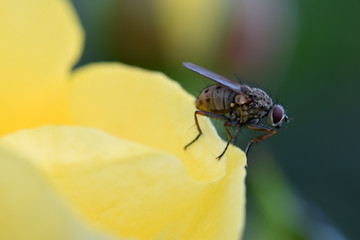 Yellow Rose Fly 04