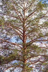 Obraz premium Trees in pine forest