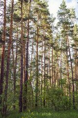 Fototapeta premium Trees in pine forest