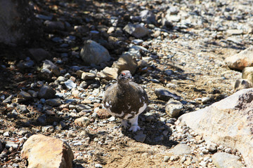 立山のライチョウ