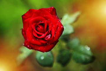 red rose with water drops