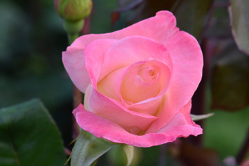 Pink Gemini Rosebud 05