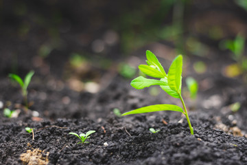 Bright green with small leaves sapling in dark wet dirt – Young plant growing in fresh fertile and organic spring soil in a farm crop