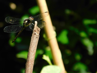 dragonfly in the garden