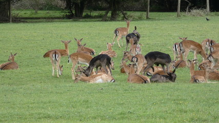 Deer herd (Roe) in the wilds of Essex