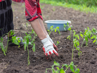 Fototapeta premium woman planting tomato seedlings in the ground
