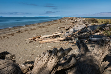 A beautiful sandy beach almost covered in driftwood, clear blue sky, nobody in the image