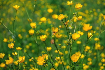 Field of yellow flowers