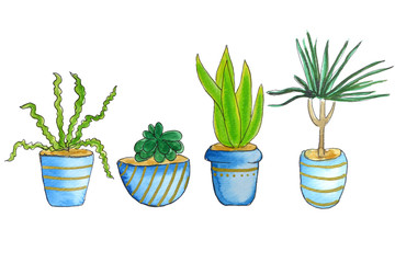 Set of home green plants and cacti watercolor  illustration. Different types of various kinds of home cactus, palm tree  in flowerpot flat style design. Isolated on white