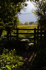 A bush framed stile leading into a field of Rapeseed crops in Ruswarp, Whitby, Yorkshire