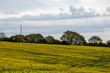 Fototapeta na wymiar A field of rapeseed crops in the spring, Whitby, Yorkshire.