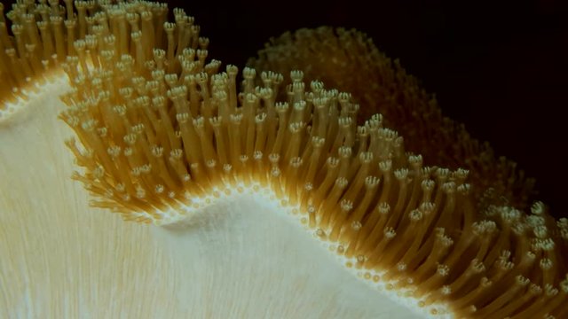 Closeup of soft corals polyps Leather Soft Mushroom (Sarcophyton glaucum). Macro 1: 1,  Underwater shots