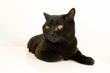 Studio portrait of black british cat sitting on white background