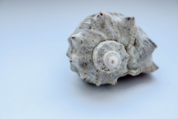 sea shell isolated on white background