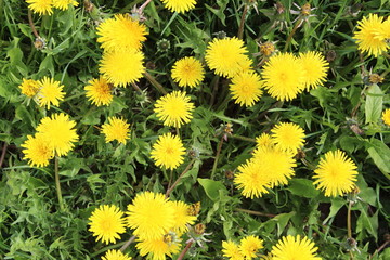 Yellow dandelion grows on a green lawn