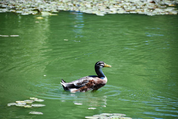 Lonely duck swimming on a pond