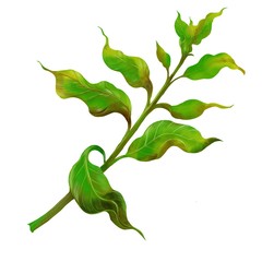 green branch with leaves isolated on white