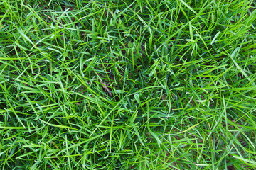 grass green juicy high photographed from above