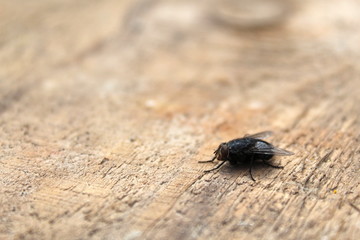 the fly sits alone on a wooden surface