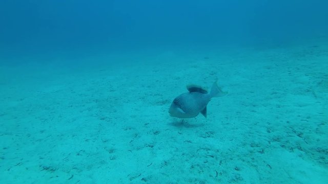 Trigger feeds on a sandy bottom. Yellowmargin Triggerfish - Pseudobalistes flavimarginatus, Underwater shots, 4K - 60 fps 