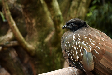 Portrait of Bird Close Up