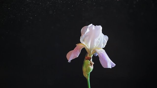 iris flower dust dark background nobody hd footage 