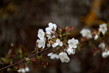 beautiful pure white and fragrant fruit tree blossoms in spring 