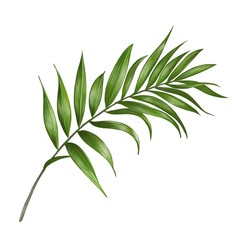 Fototapeta premium branch with green leaves isolated on white