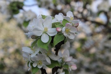 Apple blossom and sunshine