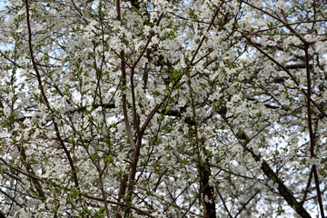 beautiful pure white and fragrant fruit tree blossoms in spring 