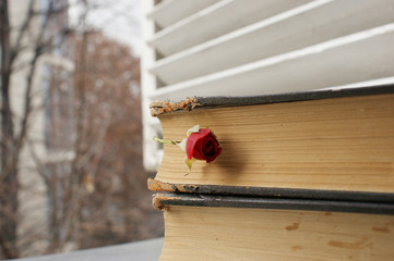 red rose and antique books. little red rose in an old book