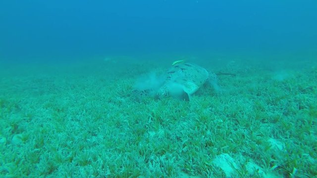 Sea turtle with two remorafish stacked for a rest on seabed covered with green sea grass. Green Sea Turtle - Chelonia mydas and Remora fish - Echeneis naucrates, Underwater shots, 4K - 60 fps 
