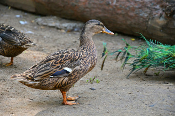 Ducks at the farm
