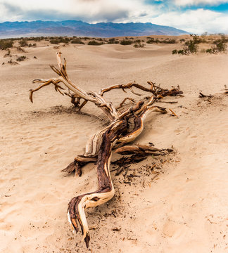 Crooked dry tree trunk. Sand Dunes (Mesquite Flat Dunes). Death Valley National Park. California. USA