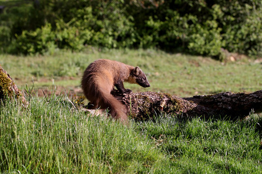 male of Pine marten, Martes martes