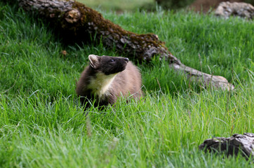 Male of Pine marten, Martes martes