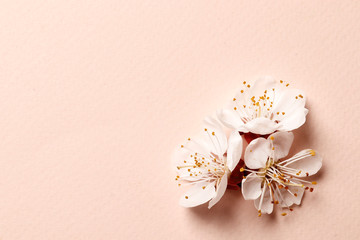 Spring floral background, texture and wallpaper. Flat-lay of white almond blossom flowers and petals over pink background, top view, copy space. Womens day holiday greeting card or wedding invitation