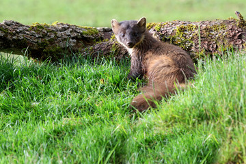 Pine marten, Martes martes, mustelidae
