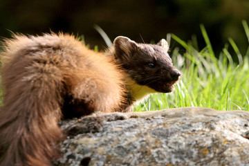 Naklejka premium male of Pine marten, Martes martes
