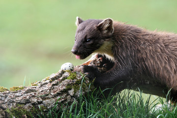 male of Pine marten, Martes martes