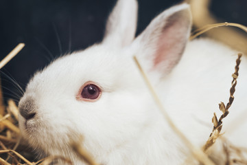 Beautiful young white rabbit on a straw, hay, background.