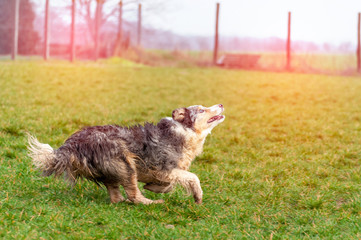 A border collie dog running on the field