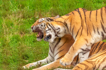 View on the amur tigers playing or fighting
